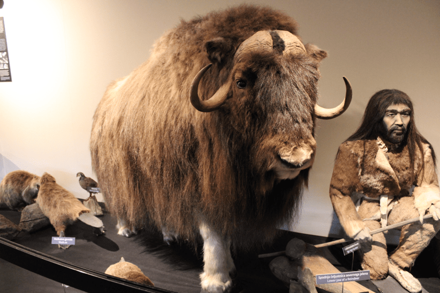 Musky ox and ice age hunter