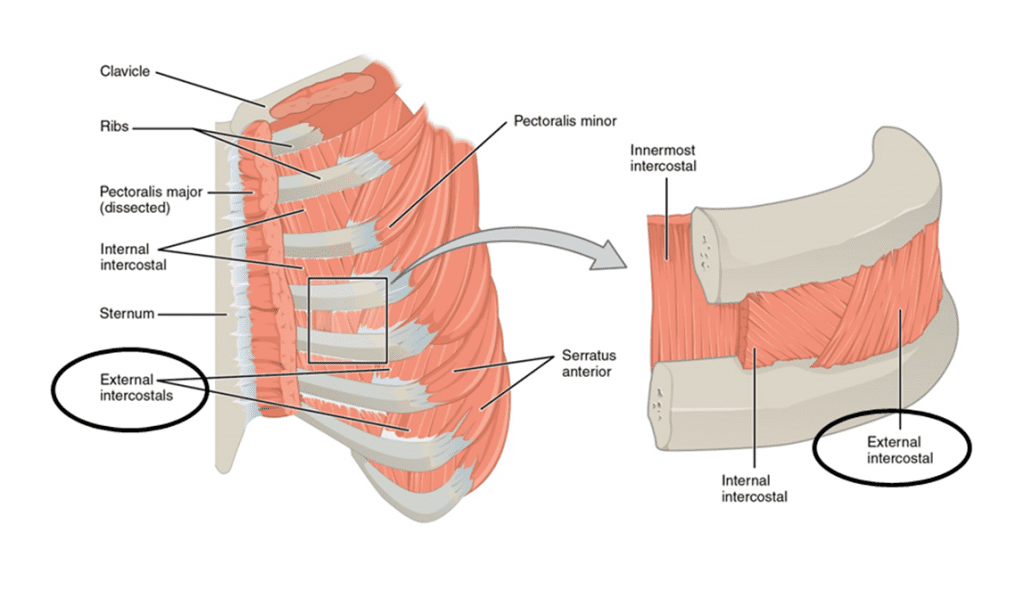 músculos intercostais