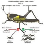 Locust swarm: How is it formed? - Electrical e-Library.com