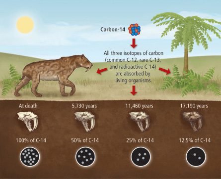 carbon 14 decay