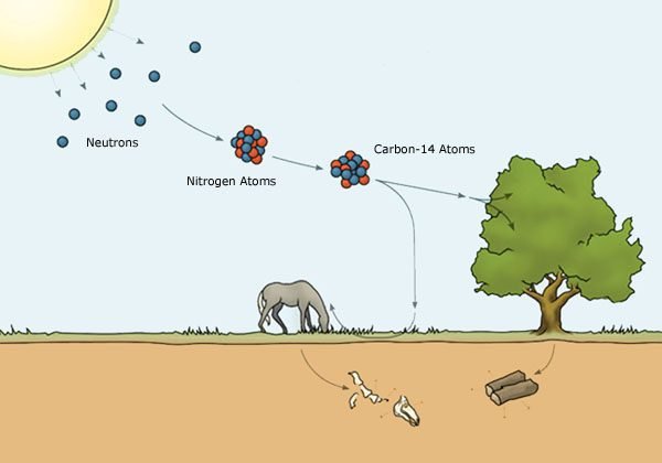 Absorption of carbon 14