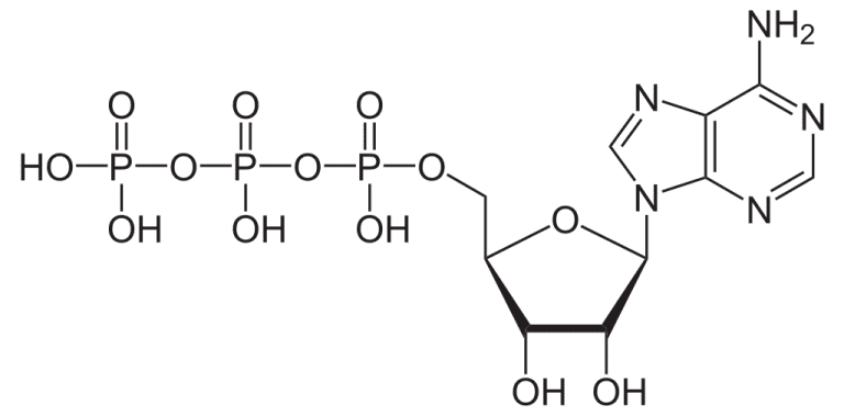 adenosine triphosphate molecule