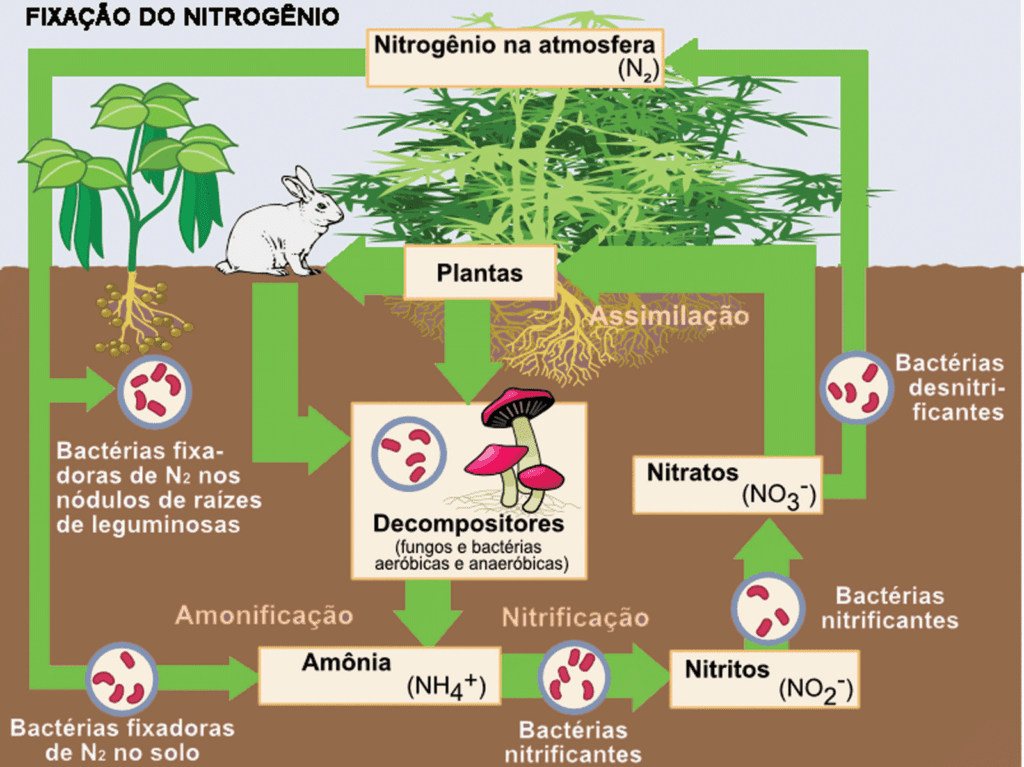 ciclo do nitrogênio