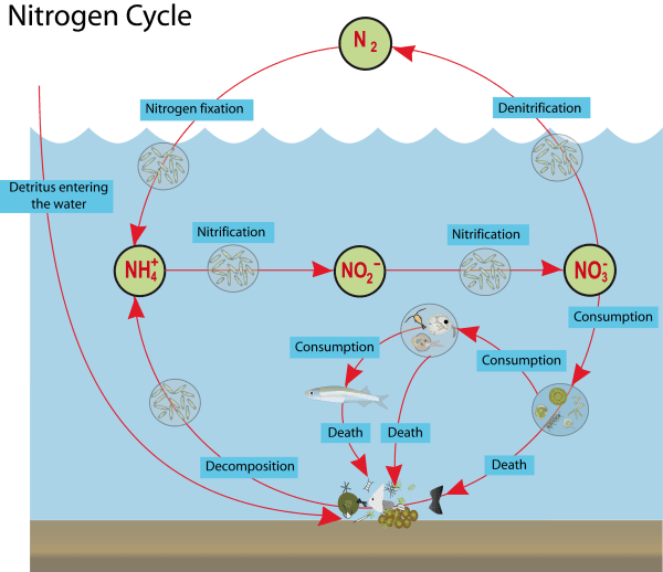 ciclo do nitrogênio na água