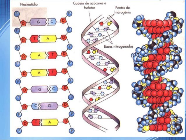 nucleotides chain