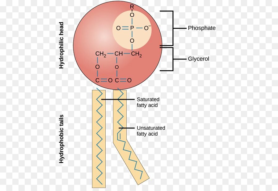 phospholipid