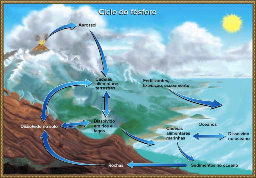 ciclo do fósforo completo