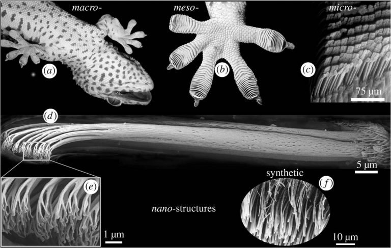 structure of gecko's toe