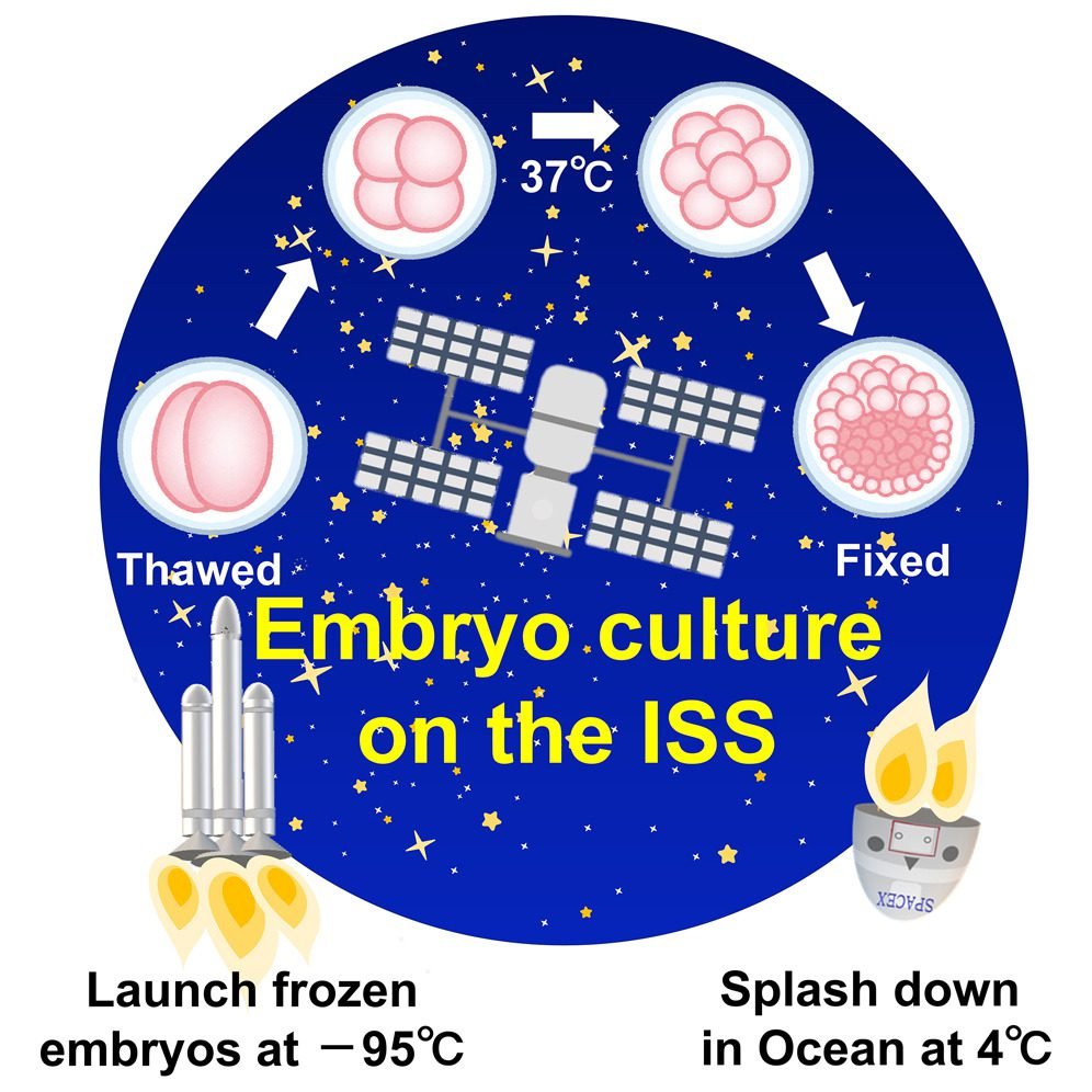 embryos in space